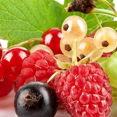 Плодовые кустарники в Кургане