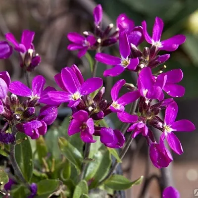 Арабис РОУЗ делайт в Кургане