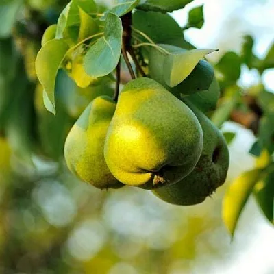 Груша СТОЛИЧНАЯ колонновидная  Груша СТОЛИЧНАЯ колонновидная в Кургане