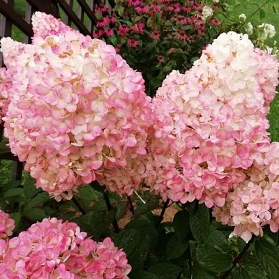 Гортензия МЭДЖИКАЛ КЭНДЛ метельчатая  Гортензия МЭДЖИКАЛ КЭНДЛ метельчатая в Кургане