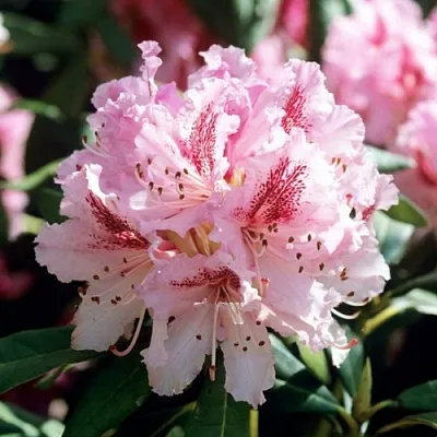 Рододендрон ЧИР  Рододендрон ЧИР в Кургане