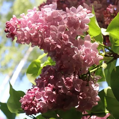 Сирень МЕДОВЫЙ СПАС  Сирень МЕДОВЫЙ СПАС в Кургане