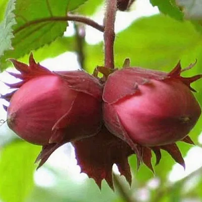 Фундук АЙВЕНГО в Кургане