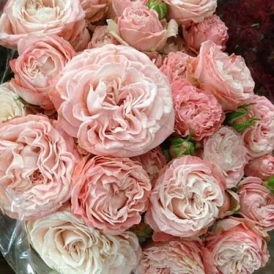 Саженцы роз МАДАМ БОМБАСТИК спрей  Саженцы роз МАДАМ БОМБАСТИК спрей в Кургане