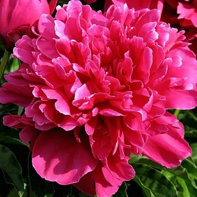 Пион ВИКТУАР ДЕ ЛА МАРН травянистый  Пион ВИКТУАР ДЕ ЛА МАРН травянистый в Кургане