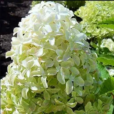 Гортензия МЭДЖИКАЛ ЛАЙМ СПАРКЛ метельчатая  Гортензия МЭДЖИКАЛ ЛАЙМ СПАРКЛ метельчатая в Кургане