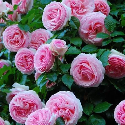 Саженцы роз ПЬЕР ДЕ РОНСАР плетистая  Саженцы роз ПЬЕР ДЕ РОНСАР плетистая в Кургане