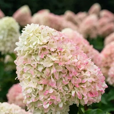 Гортензия САММЕР ЛАВ метельчатая  Гортензия САММЕР ЛАВ метельчатая в Кургане