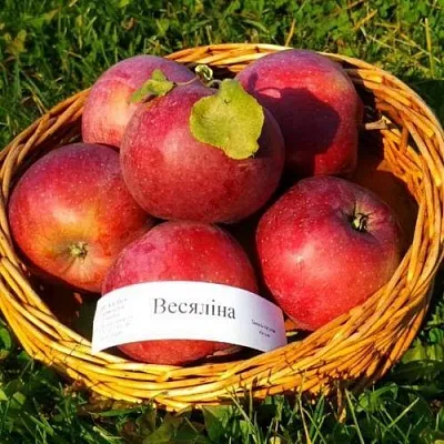Яблоня ВЕСЯЛИНА в Кургане