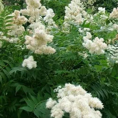 Рябинник рябинолистный  Рябинник рябинолистный в Кургане