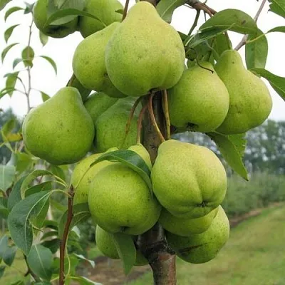 Груша ДЕКОР колонновидная  Груша ДЕКОР колонновидная в Кургане