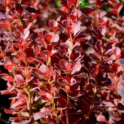 Барбарис ВУЛКАНО тунберга в Кургане