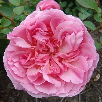 Саженцы роз ХАЙДИ ХОЛЛ английская  Саженцы роз ХАЙДИ ХОЛЛ английская в Кургане