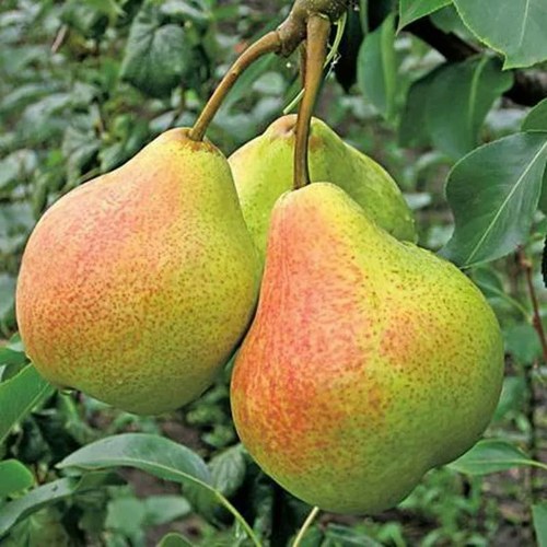 Груша АЛЁНУШКА в Кургане