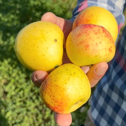 Яблоня КОРИЧНОЕ АНАНАСНОЕ в Кургане