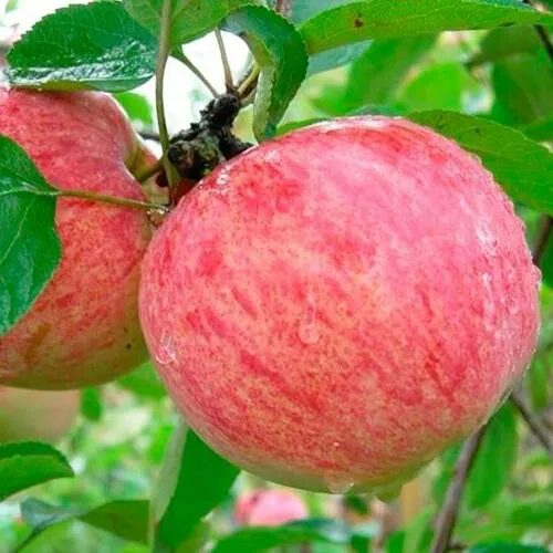 Яблоня КОРИЧНОЕ ПОЛОСАТОЕ в Кургане
