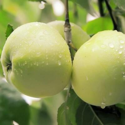 Саженцы яблони оптом в Кургане