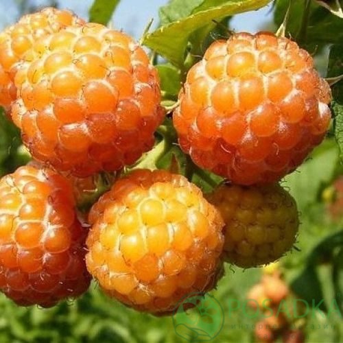 Малина КУМБЕРЛЕНД желтая в Кургане