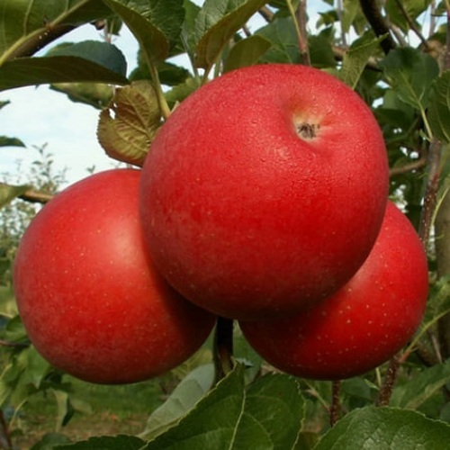 Яблоня БОГЕМИЯ в Кургане