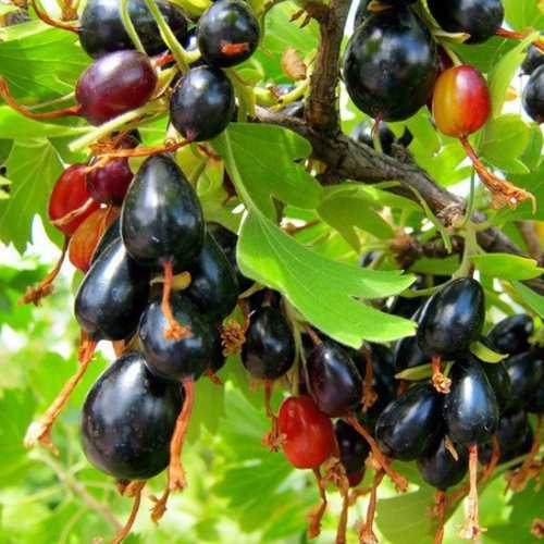 Смородина золотистая БОКАЛИНСКАЯ в Кургане