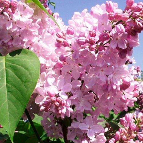 Сирень АДЕЛИНА в Кургане