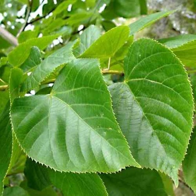 Липа мелколистная в Кургане