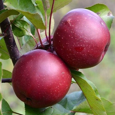 Яблоня красномясая в Кургане