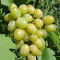Виноград в Кургане