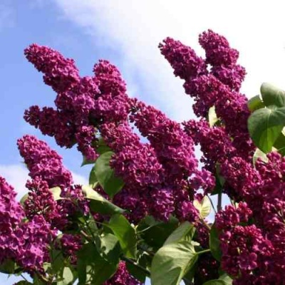 Сирень ЛЮДВИГ ШПЕТ в Кургане