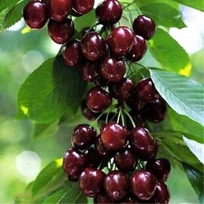 Черешня УДИВИТЕЛЬНАЯ в Кургане