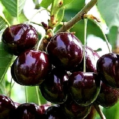 Черешня ДОНЕЦКИЙ УГОЛЁК в Кургане