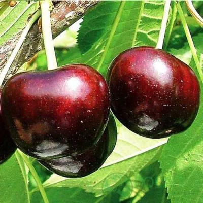 Черешня САММИТ в Кургане