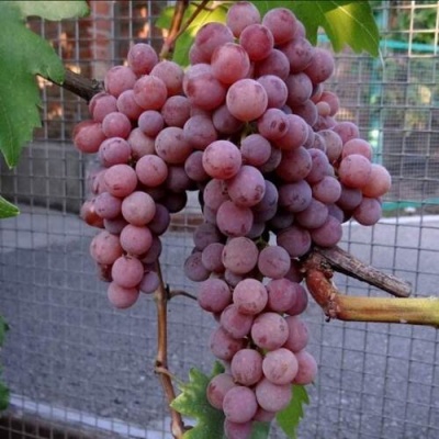 Виноград ЭЛЕГИЯ в Кургане