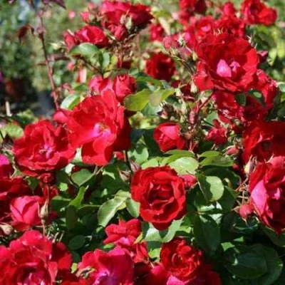 Роза ЧАМПЛЕЙН флорибунда в Кургане