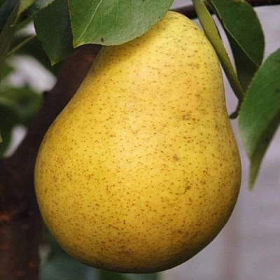 Крупная Крупная в Кургане