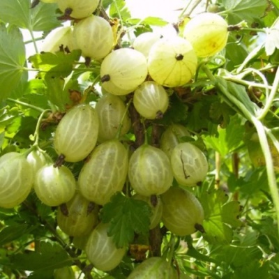 Крыжовник ИНВИКТА в Кургане