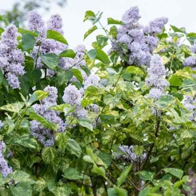 Сирень АУКУБАФОЛИЯ в Кургане