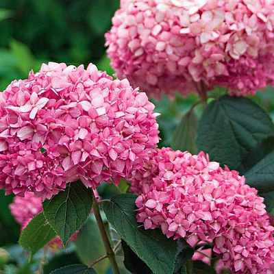 Розовая в Кургане