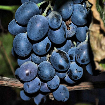 Синий в Кургане