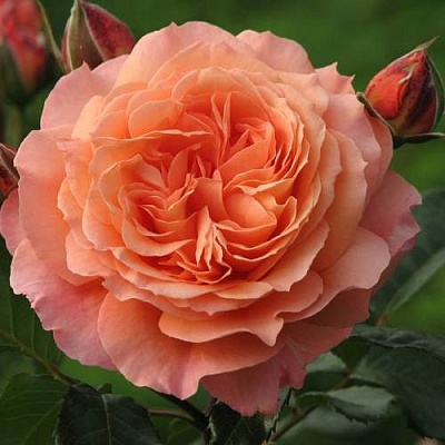 Роза шраб в Кургане