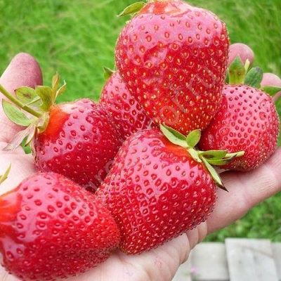 Клубника ЭЛИАНЕ в Кургане