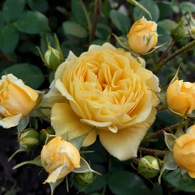 Роза флорибунда в Кургане