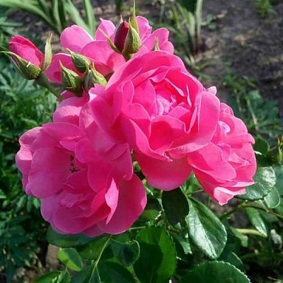 Роза АНГЕЛА флорибунда в Кургане