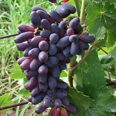 Виноград КИШМИШ ЯСЯ в Кургане