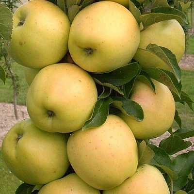 Яблоня колонновидная в Кургане