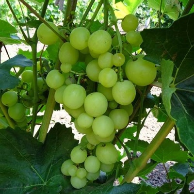 Виноград БОЯРИН в Кургане