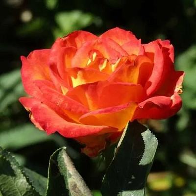 Роза ЛИНА чайно-гибридная  в Кургане