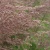 Вейник КАРЛ ФОРСТЕР остроцветковый в Кургане