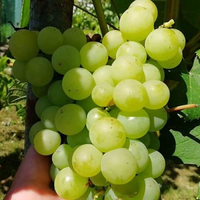 Виноград АНАНАСНЫЙ в Кургане