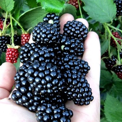 Ежевика ПОЛАР бесшипная в Кургане